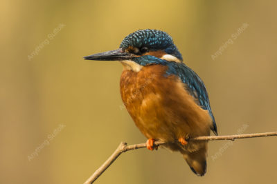 Kingfisher on the River Alde by Steve Abbott