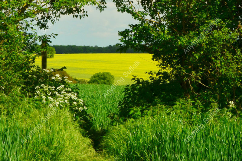 Suffolk Landscape by Steve Thomson