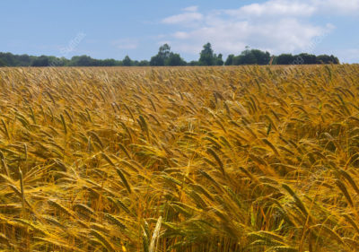 Barley field near Onehouse by Jonathan Steed