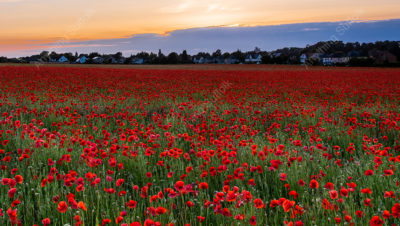 Poppies at Elmswell by James Langlois